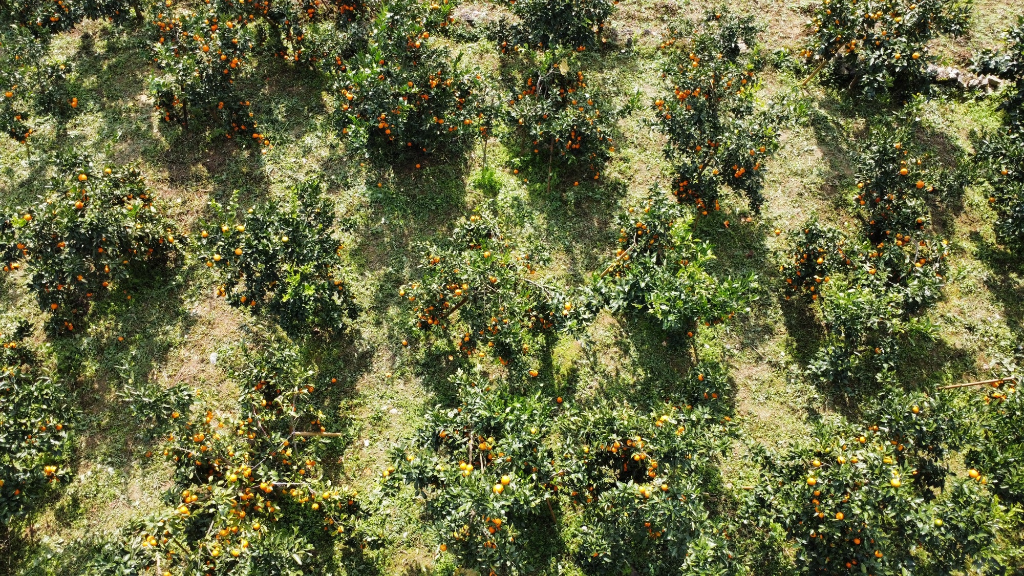 贵州务川：柑橘满枝头 果农迎丰收(图1)