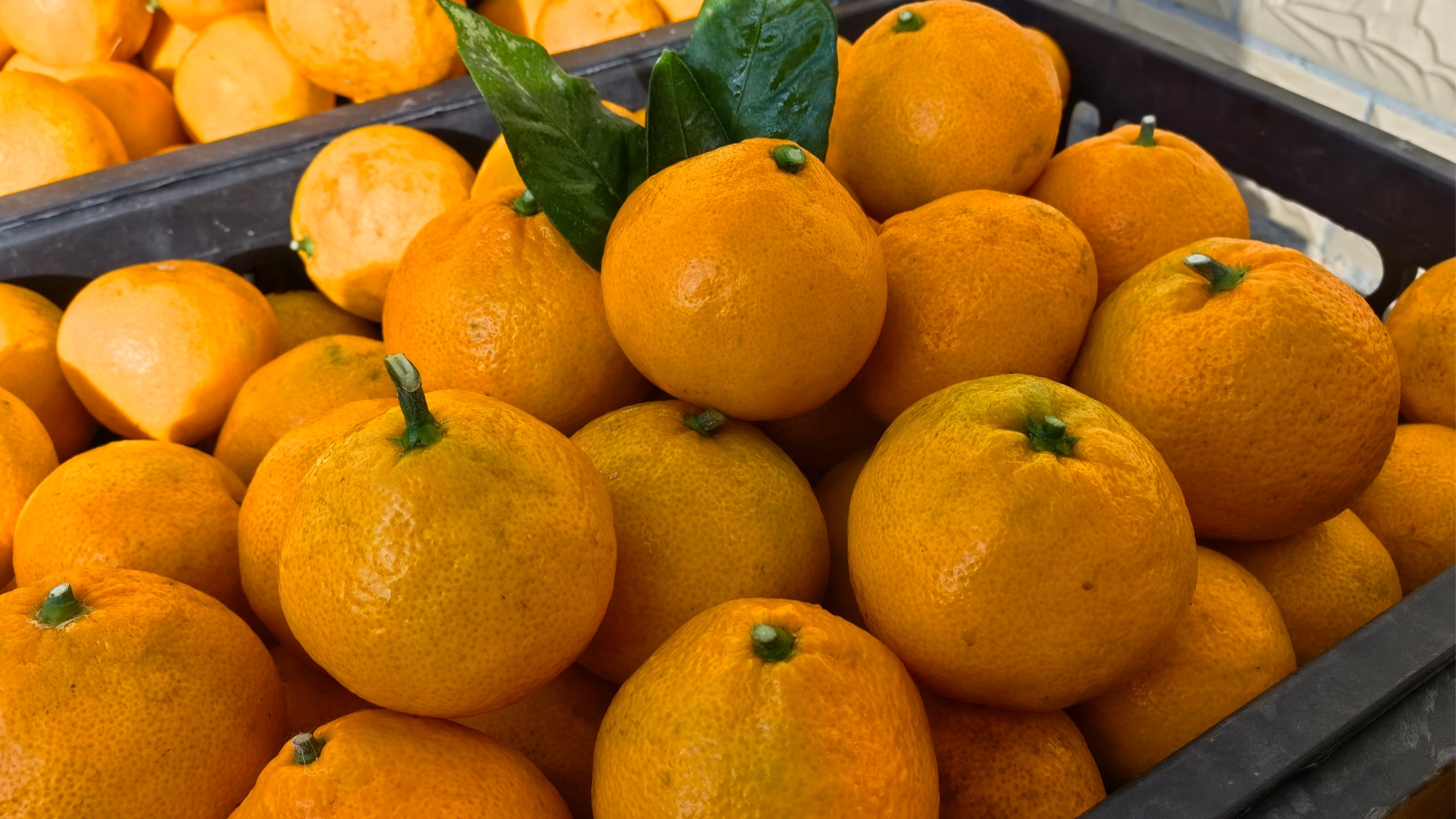 贵州务川：柑橘满枝头 果农迎丰收(图2)