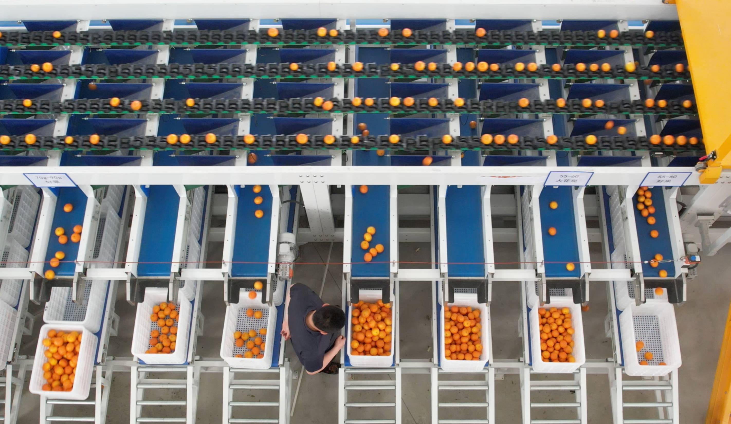 2023年中国水果行业数据报告：水果行业竞争激烈国产如何破局？(图6)