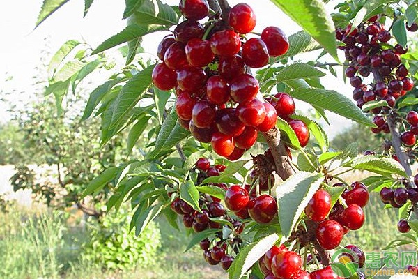 十大适合农村种植的水果项目推荐(图1)