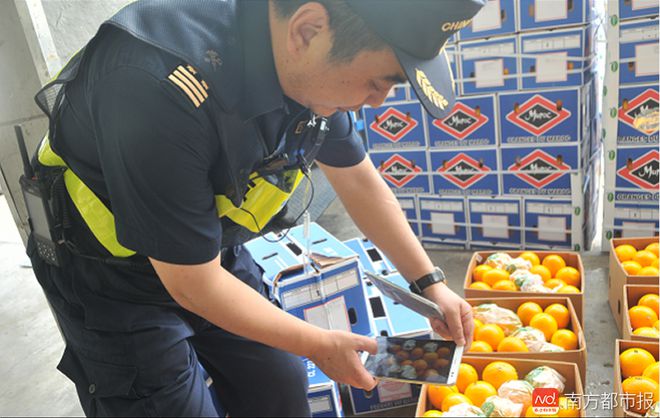 深圳进口水果拿了全国第一这些水果最受欢迎(图3)