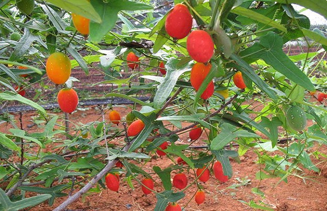 水果种植小技巧各种水果的种植栽培