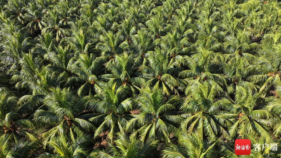 水果型椰子走俏鲜食市场 海南椰子如何成为乡村振兴“摇钱树”？(图2)