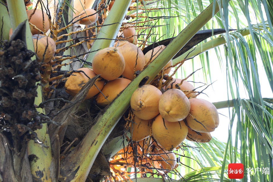 水果型椰子走俏鲜食市场 海南椰子如何成为乡村振兴“摇钱树”？(图3)