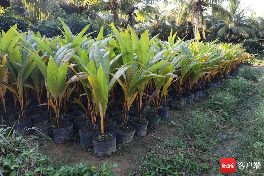 水果型椰子走俏鲜食市场 海南椰子如何成为乡村振兴“摇钱树”？(图4)