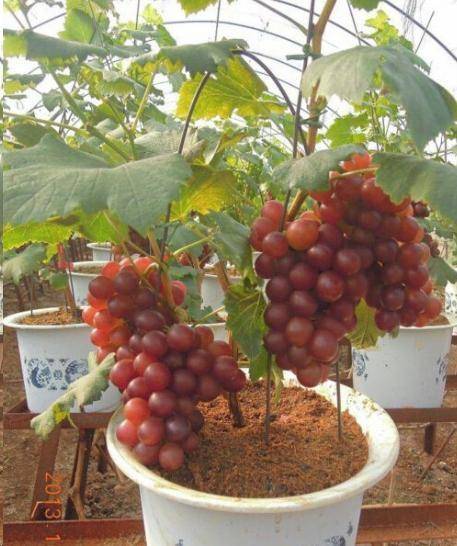 九种水果易种易丰收种阳台果子挂满枝想吃就摘！(图2)