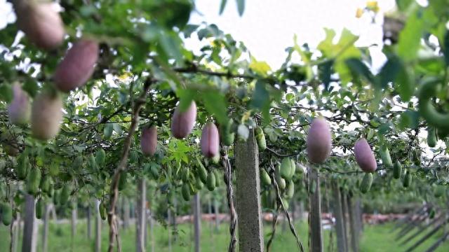 诺普信：公司云南基质蓝莓全部为大棚种植