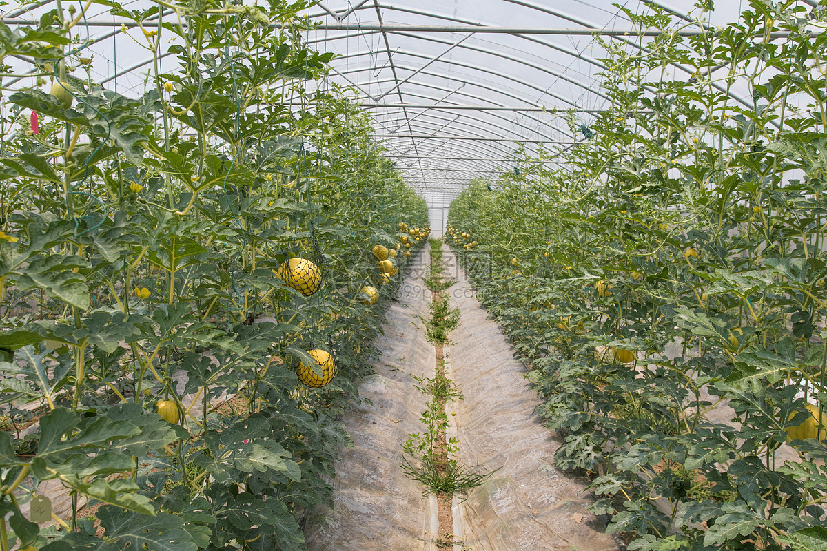 半岛彩票：越南签发近7000新鲜出口水果种植区代码