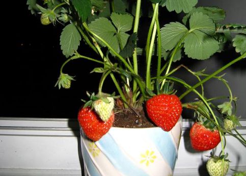 半岛彩票：别再买水果了以下4种水果自己在家盆栽就能种天然又美味(图1)