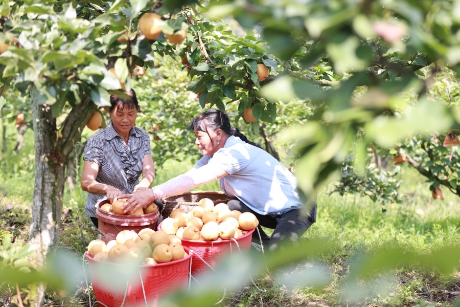 半岛彩票：广西推进水果产业高质量发展实施方案内容是什么？