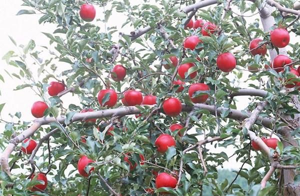 半岛彩票：5种红色水果你可能只吃过苹果第4被称为水果中的“法拉利”(图1)