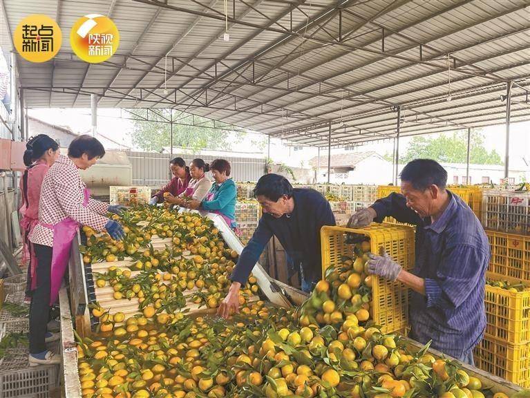 半岛彩票：22个陕西水果产品荣登2023年第三批全国名特优新农产品名录(图1)